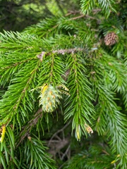 Picea jezoensis
