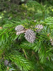 Picea jezoensis