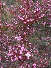 Boronia thujona