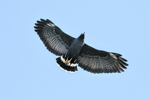 Common Black Hawk