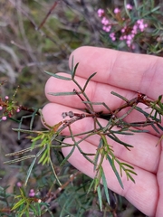 Boronia thujona