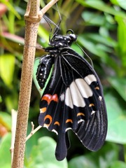 Papilio helenus