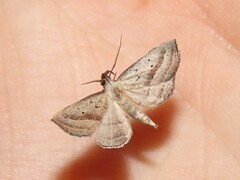 Macrochilo hypocritalis