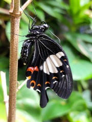 Papilio helenus