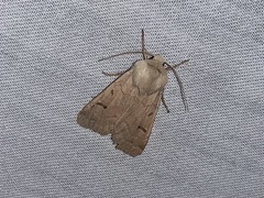 Dichagyris variabilis