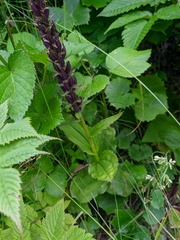 Galearis camtschatica