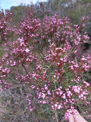 Boronia thujona