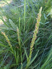 Platanthera dilatata leucostachys