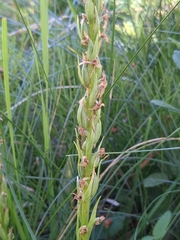 Platanthera dilatata leucostachys