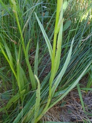 Platanthera dilatata leucostachys
