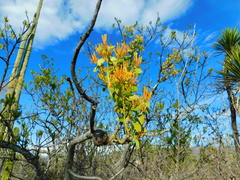 Psittacanthus schiedeanus