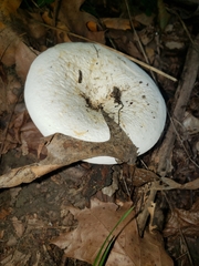 Lactifluus glaucescens