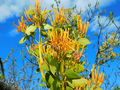 Psittacanthus schiedeanus