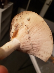 Lactifluus glaucescens