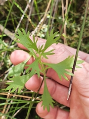 Haloragis heterophylla