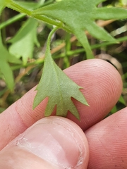 Haloragis heterophylla