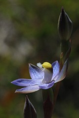 Thelymitra holmesii