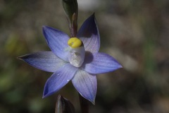 Thelymitra holmesii