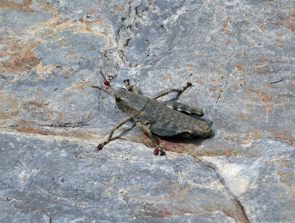Pachypodisma