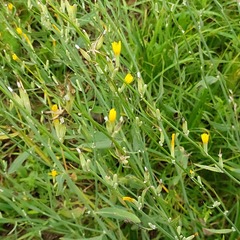 Chondrilla latifolia