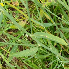 Chondrilla latifolia