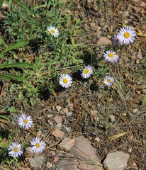 Erigeron formosissimus