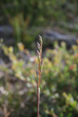 Thelymitra holmesii