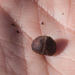 Leucadendron sessile
