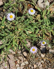 Erigeron formosissimus