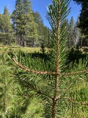 Pinus contorta murrayana