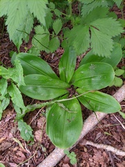 Clintonia udensis