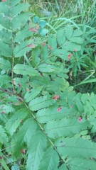 Bucculatrix bechsteinella