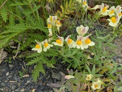 Linaria japonica