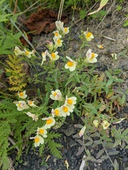 Linaria japonica