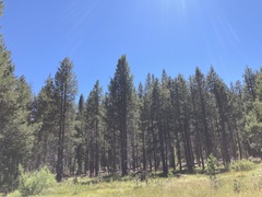 Pinus contorta murrayana