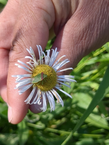 iNaturalist observation photo of Pentatomomorph Bugs
