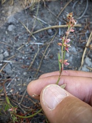 Polygonum spergulariiforme