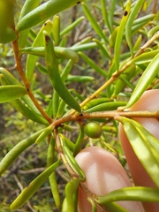 Persoonia mollis