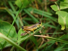 Chorthippus intermedius