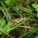 Chorthippus intermedius - Photo (c) orthoptera-jp, some rights reserved (CC BY-NC), uploaded by orthoptera-jp
