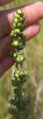 Artemisia rupestris