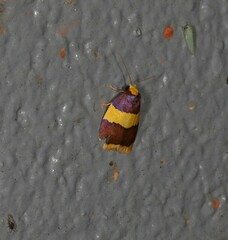 Heterallactis phlogozona