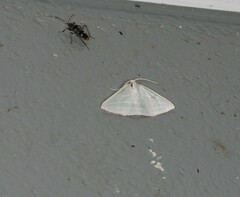 Oenochroma infantilis