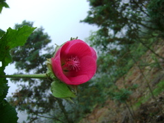 Phymosia rosea