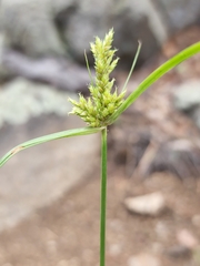 Cyperus fendlerianus