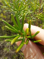 Persoonia mollis