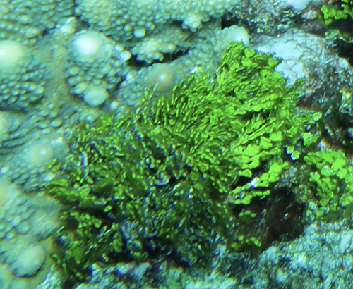 Halimeda discoidea