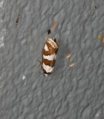 Prepocosma schalidota