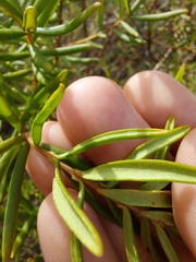 Persoonia mollis
