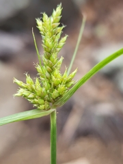 Cyperus fendlerianus